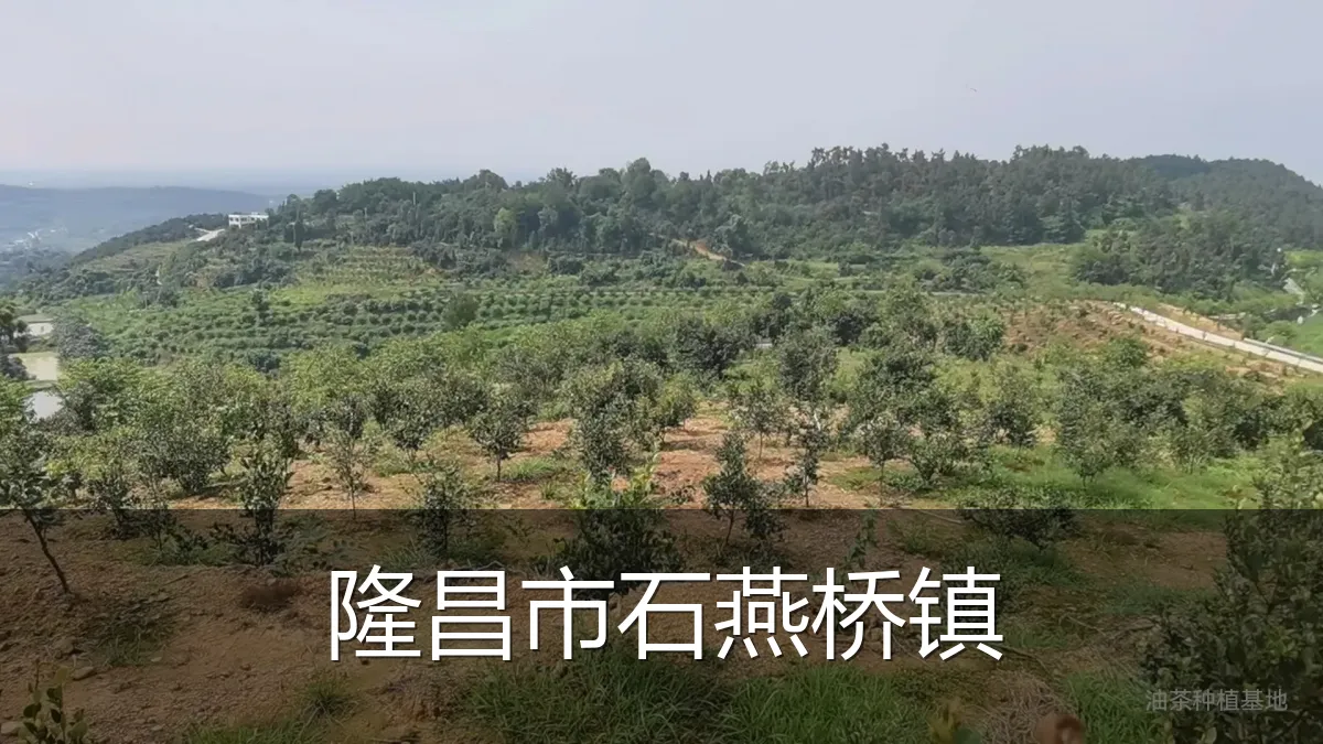 隆昌市石燕桥镇